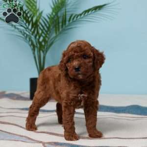 Esme, Miniature Poodle Puppy